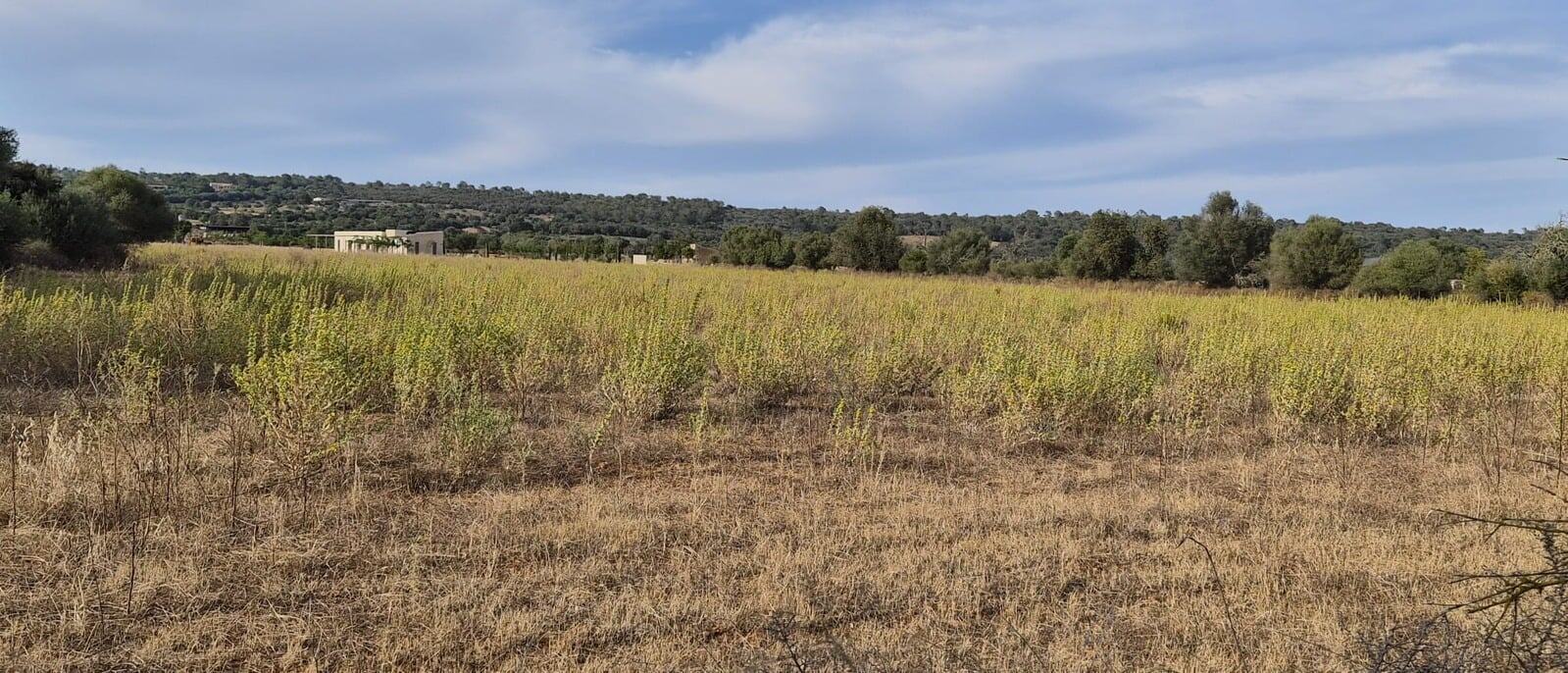 Large rural building plot — Son Nicolau · Campos